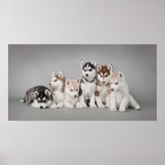 Poster Huskys