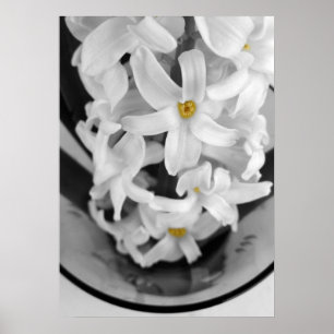 Poster hyacinth in black and white