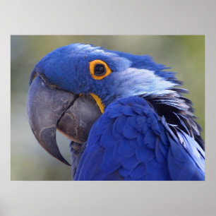 Poster Hyacinth Macaw