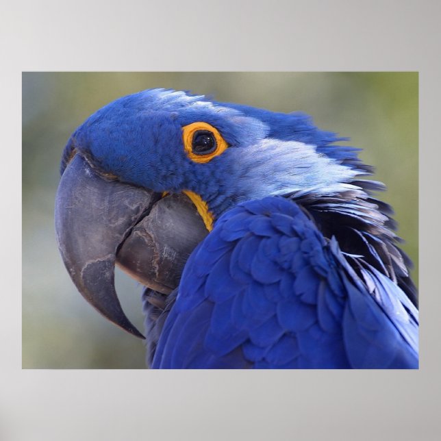 Poster Hyacinth Macaw (Devant)