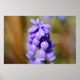 Poster Hyacinthe de raisin