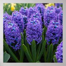 Hyacinthes en fleur