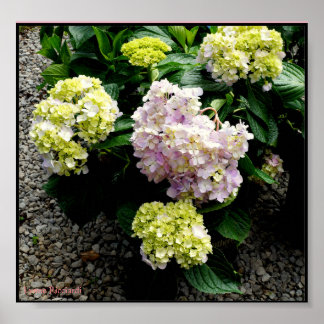 Poster Hydrangea Big Daddy