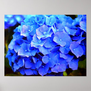 Poster Hydrangea Blues