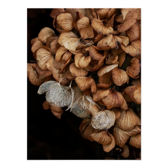 Poster Hydrangea défraîchi (Devant)
