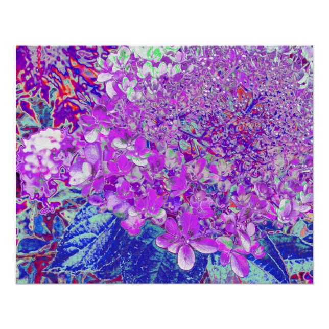 Poster Hydrangea élégant violet et bleu limelight (Devant)
