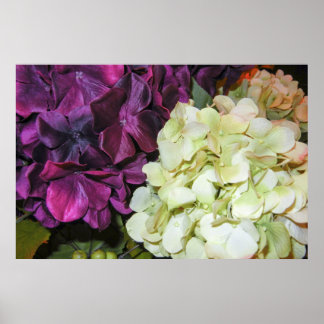 Poster Hydrangea fleurit dans le violet foncé et blanc