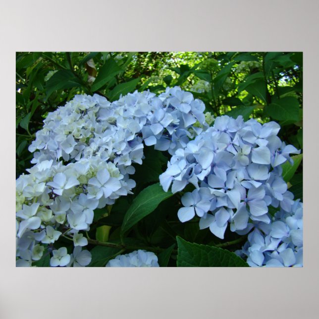 Poster Hydrangea Flower Garden art imprime Blue Hydrangea (Devant)