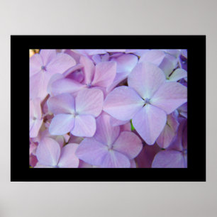 Poster Hydrangea Flowers estampes d'art Purple Floral