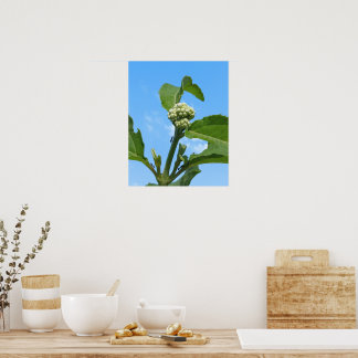 Poster Hydrangea sauvage