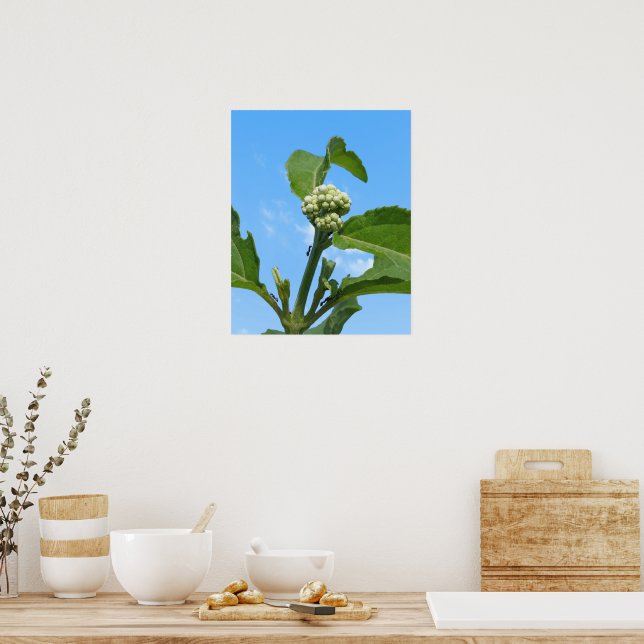 Poster Hydrangea sauvage (Cuisine)