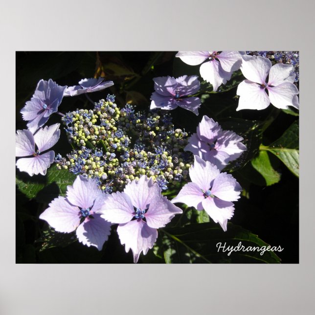 Poster Hydrangeas Élégantes (Devant)