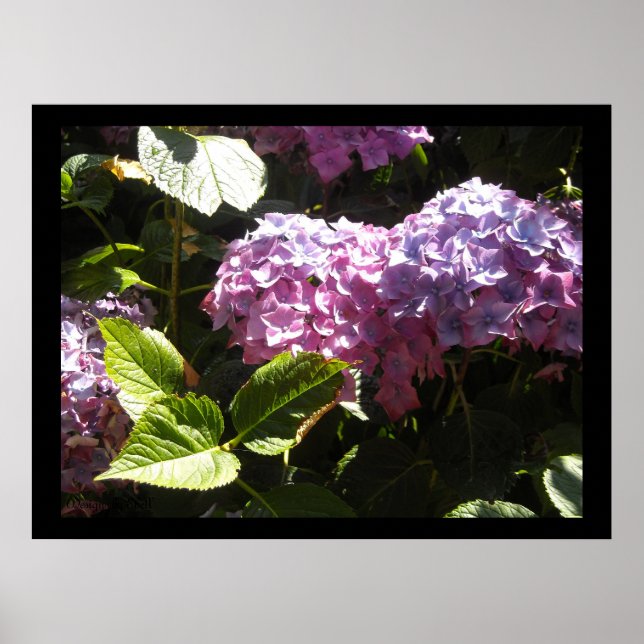 Poster Hydrangeas Élégantes (Devant)