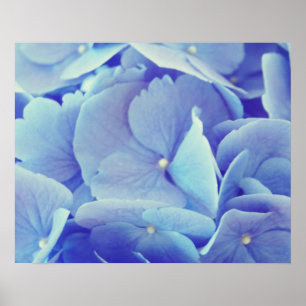 Poster Hydrangée bleue