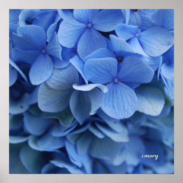 Poster Hydrangée bleue (Devant)