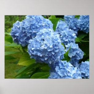 Poster Hydrangée bleue