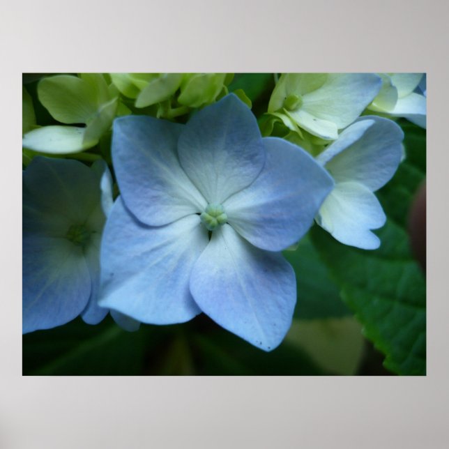 Poster Hydrangée en fleur (Devant)
