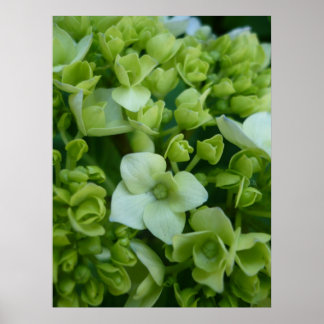 Poster Hydrangées en vert