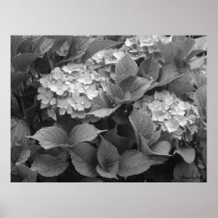 Poster Hydrangées noires et blanches