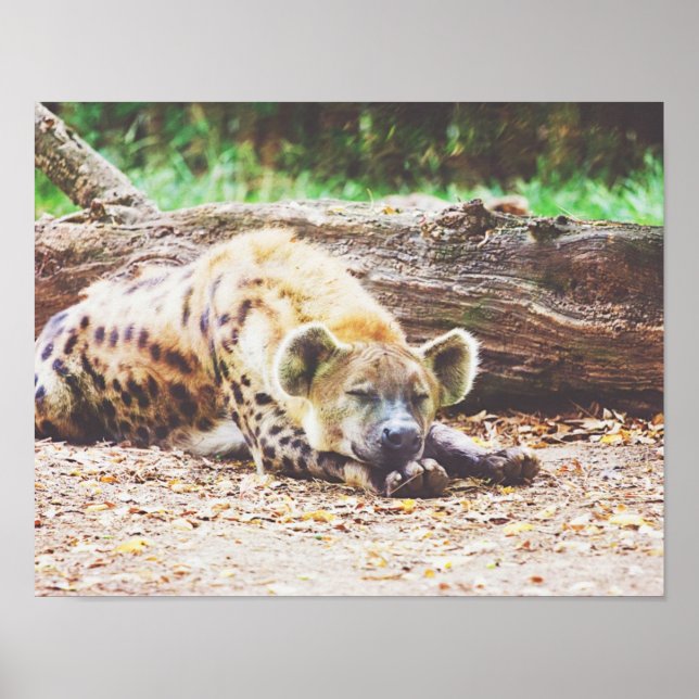 Poster Hyéna dormant, Photographie de la faune (Devant)
