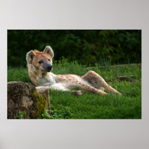 Poster Hyena et ses sourires de la nature