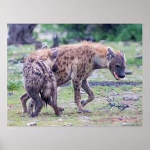 Poster Hyena Wildlife of Africa
