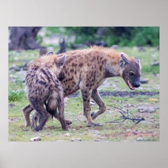 Poster Hyena Wildlife of Africa (Devant)