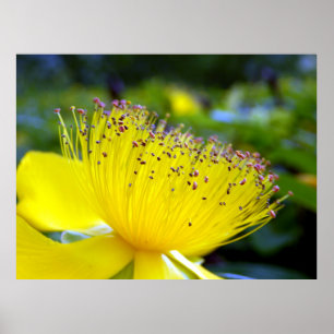 Poster Hypericum Calcyinum
