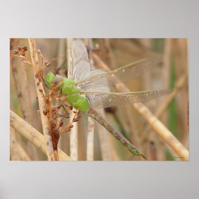 Poster I1 Libellule verte (Devant)