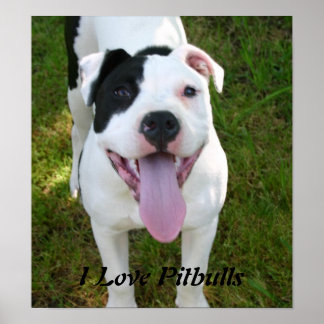 Poster I Love Pitbulls