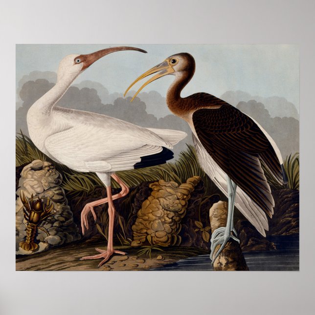 Poster Ibis blanc d'Audubon (Devant)
