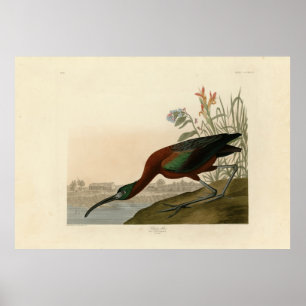 Poster Ibis glacé - Audubon's Birds of America