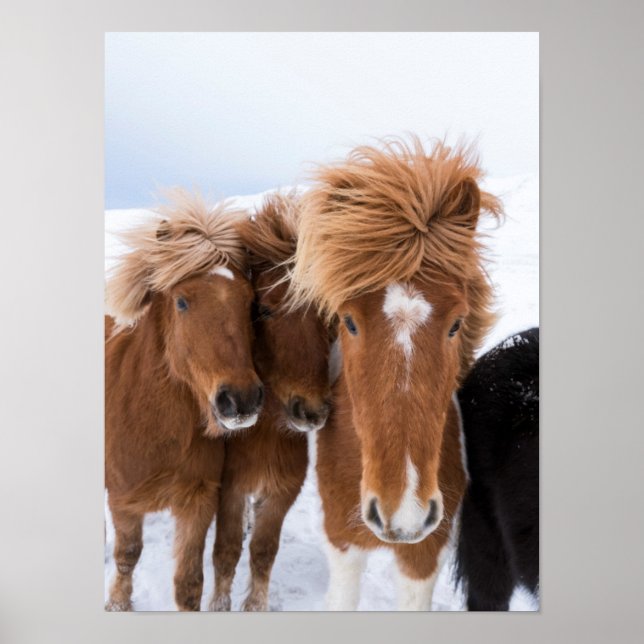 Poster Icelandic Horses nuzzle (Devant)