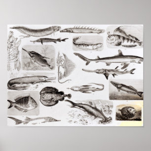 Poster Ichtyologie Elasmobranch, Ganoid