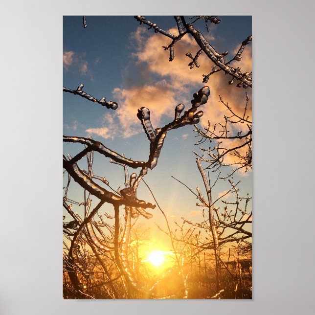 Poster icicules de membre d'arbre (Devant)