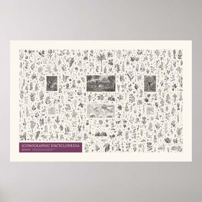 Poster Iconographie - Botanique (Devant)