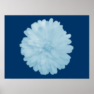 Poster Icy Blue Marigold