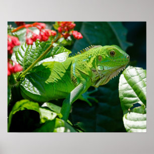 Poster Iguana