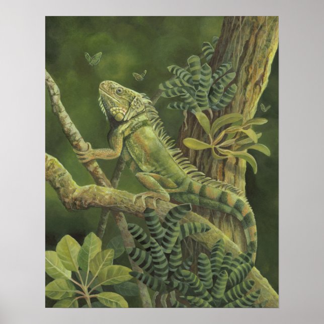 Poster Iguana (Devant)