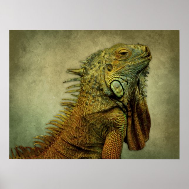Poster Iguana verte (Devant)