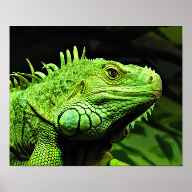 Poster Iguana verte (Devant)