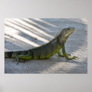 Poster Iguana verte à l'ombre d'un palmier