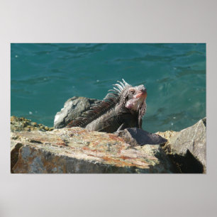 Poster Iguane à St. Thomas