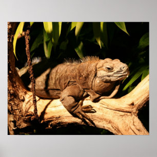 Poster Iguane jamaïcain mis en danger, collei de Cyclura