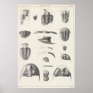 Poster II Période primitive