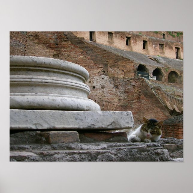 Poster il gatto (Devant)
