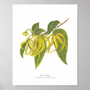 Poster Ilang-Ilang (Cananga odorata)