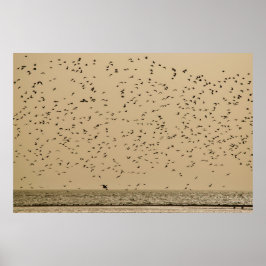 Poster Île aux oiseaux