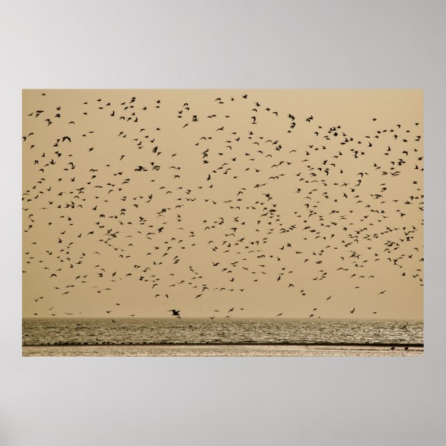 Poster Île aux oiseaux (Devant)