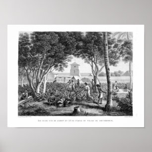 Poster Île de la Guam : Indigènes au travail dans le